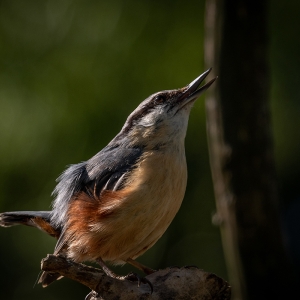 Redwell   25 05 2020   D500   Les 190.jpg